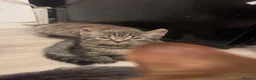 Bengal cats for sale: Ragdoll x Bengal kittens  - Advert 3