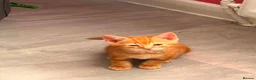 Mixed Breed cats for sale: 6 kittens for sale  - Advert 1
