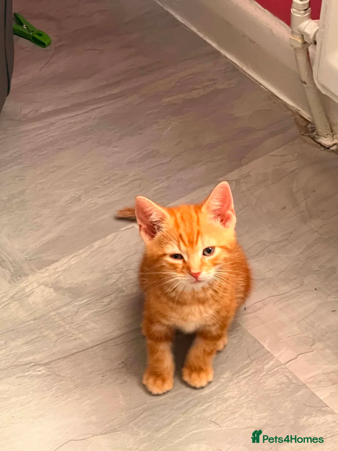 Mixed Breed cats for sale: 6 kittens for sale  - Advert 1