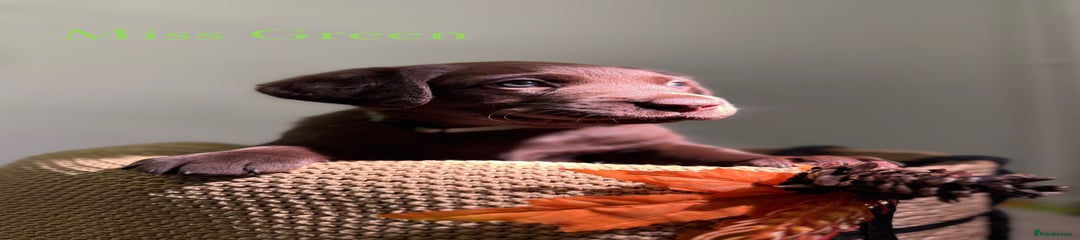 Labrador Retriever Puppy 2