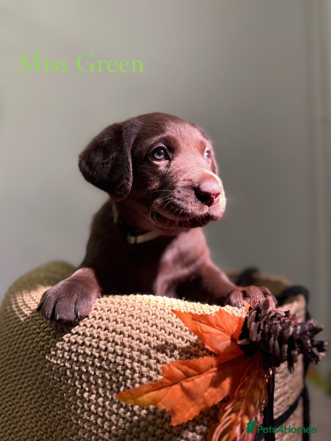 Labrador Retriever dogs for sale: 🐾 Beaytiful KC Labrador puppies!🐾 - Advert 2