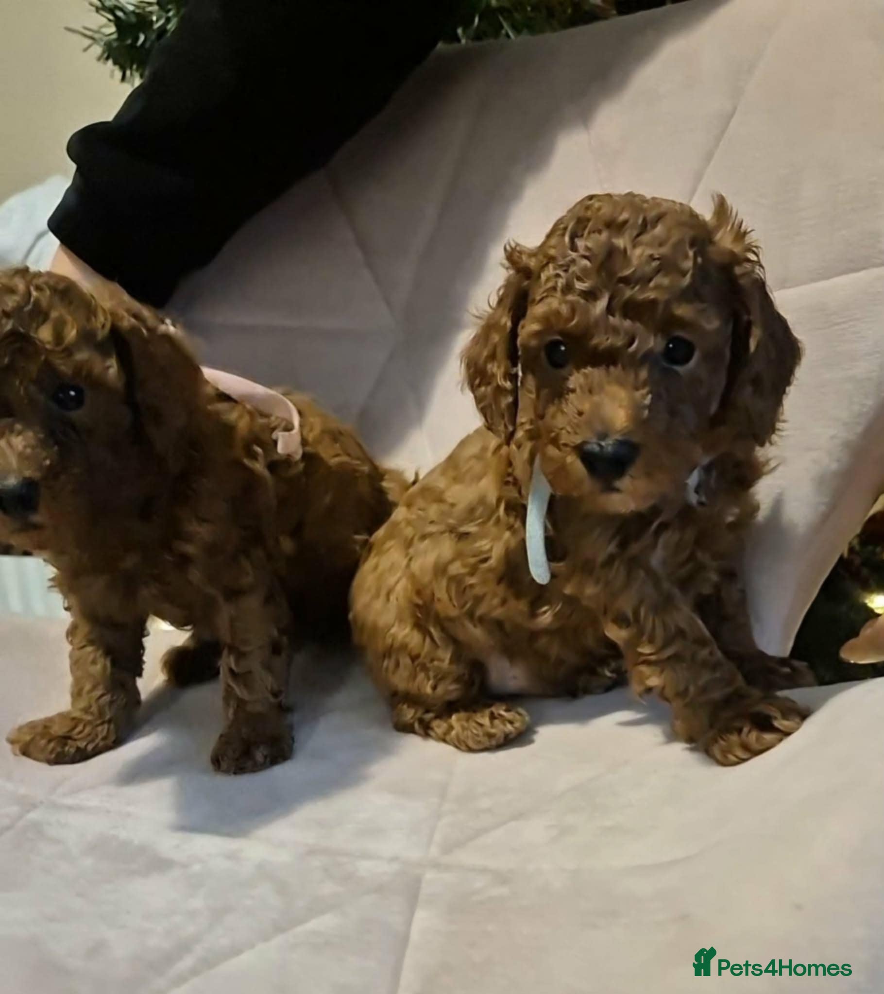 Toy Poodle dogs Beautifull tiny poodle puppies  - Advert 5