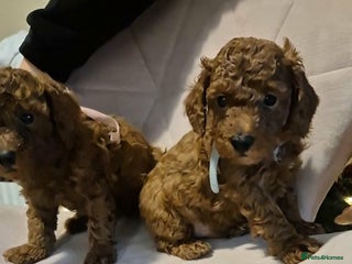 Toy Poodle dogs Beautifull tiny poodle puppies - Advert 5