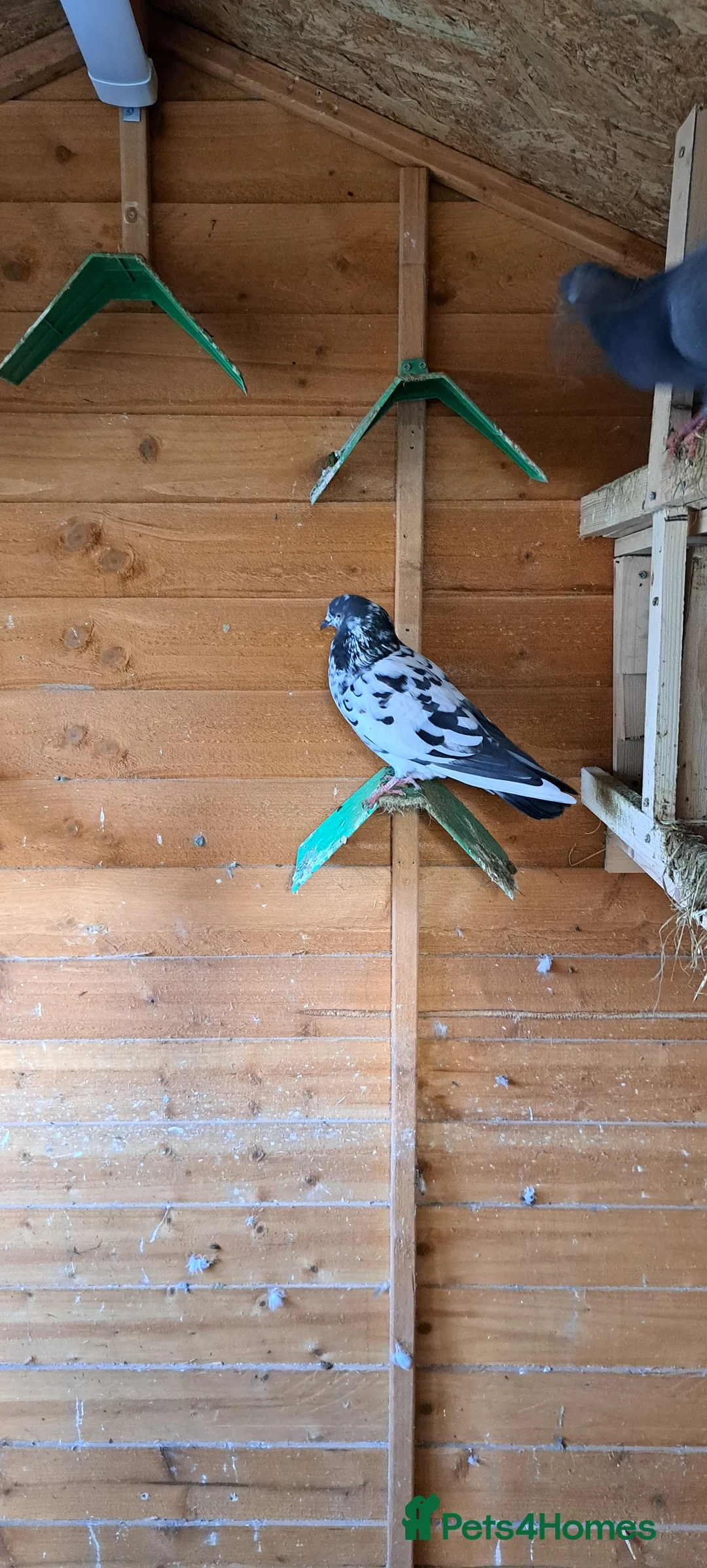 Pigeons birds for sale: 9 pigeons in Cannock - Advert 1