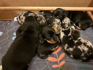 Miniature Dachshund dogs miniature dash hounds - Advert 7