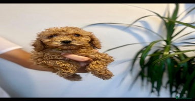 Cockapoo dogs - Advert 8