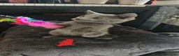 Russian Blue cats for sale: READY! TICA pedigree RUSSIAN BLUE stunning kittens - Advert 13