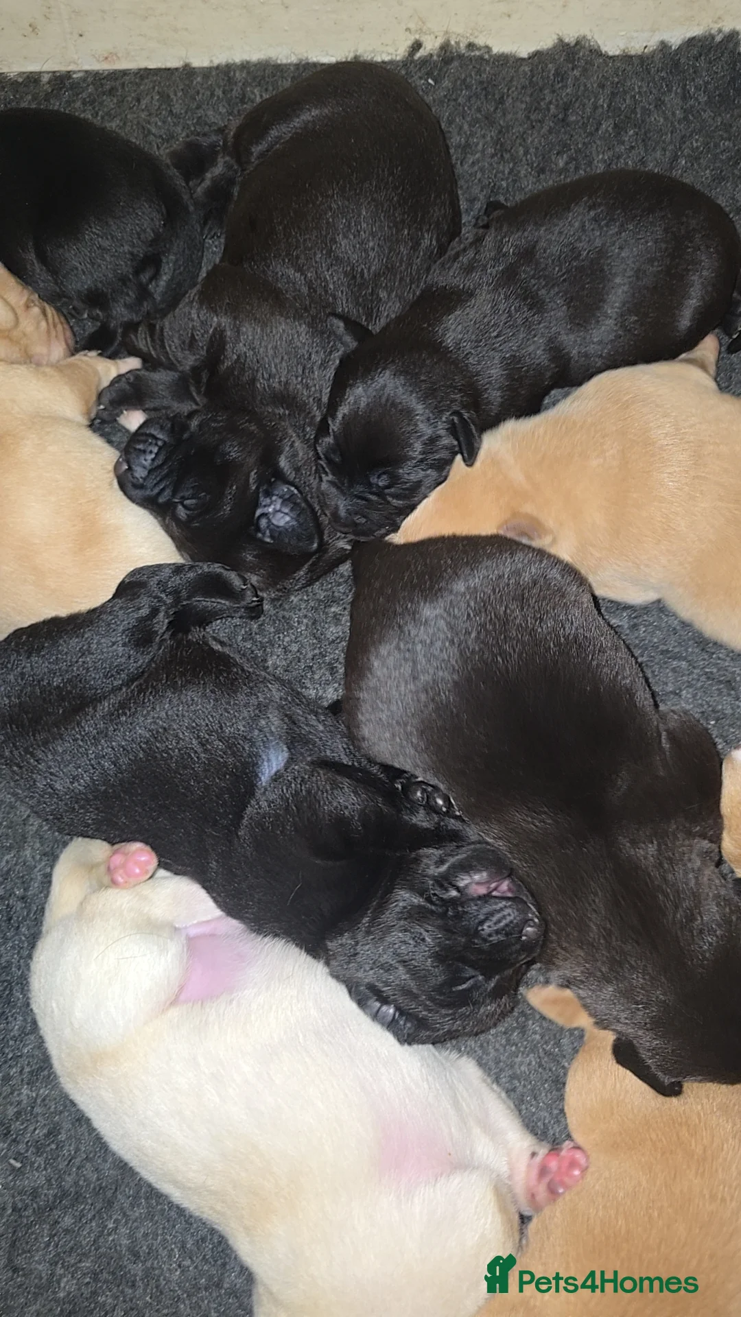 Labrador Retriever dogs for sale: 5 labrador puppies  - Advert 18