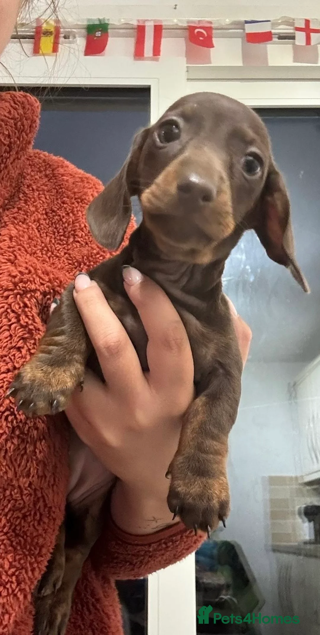 Miniature Dachshund dogs for sale: Dachshund mini puppies  in Hastings - Advert 2
