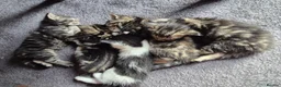 Norwegian Forest Cat cats for sale: Norwegian forest cat X marbled bengal - Advert 18