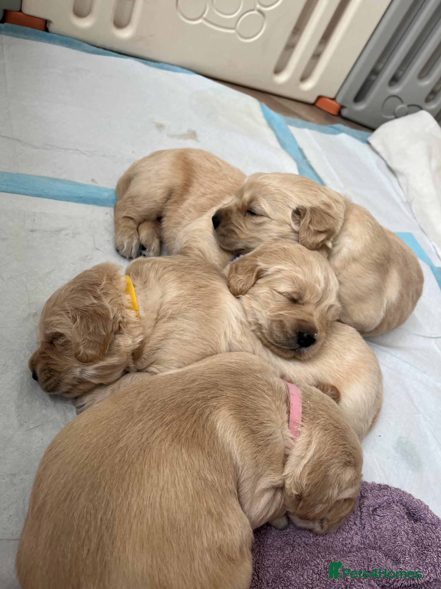 Golden Retriever dogs Golden retriever puppys - Advert 5