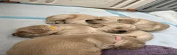 Golden Retriever dogs for sale: Golden retriever puppys - Advert 6