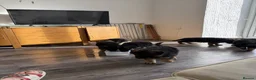 German Shepherd dogs for sale: German Shepards long haired pups in Edinburgh - Advert 4