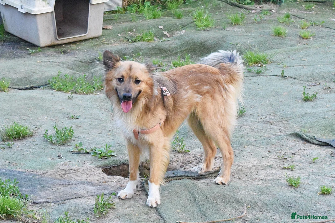 Mixed Breed dogs for adoption: Balto in Tonypandy - Advert 1