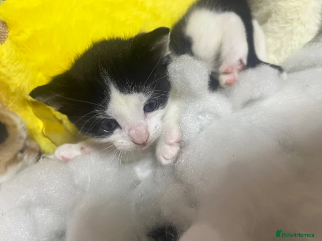 Mixed Breed cats for sale: Beautiful Rex mixed kittens  - Advert 14