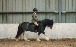 Irish Cob horses for sale: 12:3 traditional gypsy cob  - Image 3