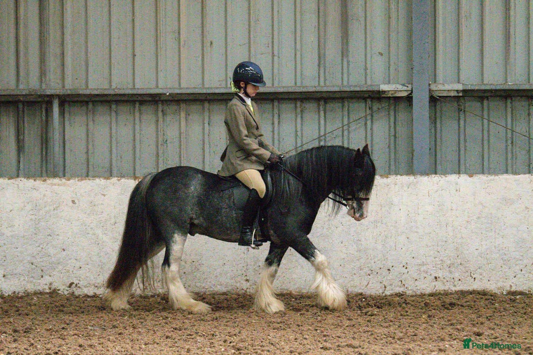Irish Cob horses for sale: 12:3 traditional gypsy cob  - Image 3