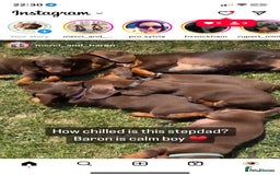 Dachshund dogs for stud: Proven Choc and Tan Dachshund for Stud in Swindon - Image 14