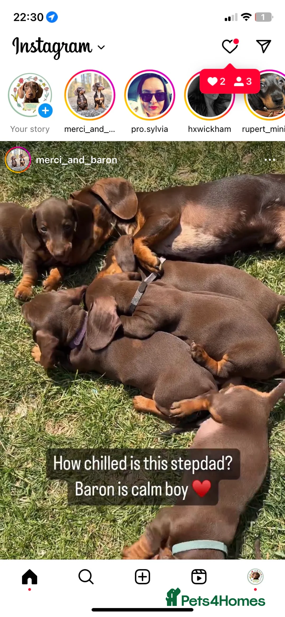 Dachshund dogs for stud: Proven Choc and Tan Dachshund for Stud in Swindon - Advert 14