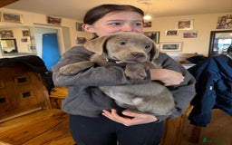 Labrador Retriever dogs for sale: Kc registered silver labs, health tested parents - Image 1