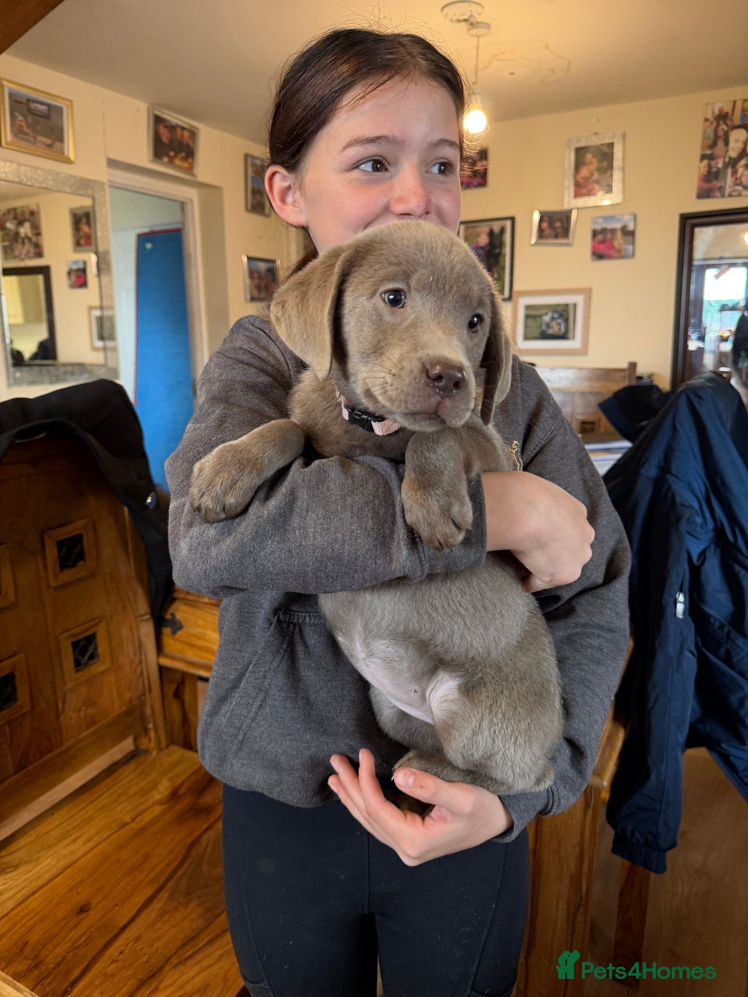 Labrador Retriever dogs for sale: Kc registered silver labs, health tested parents - Image 1