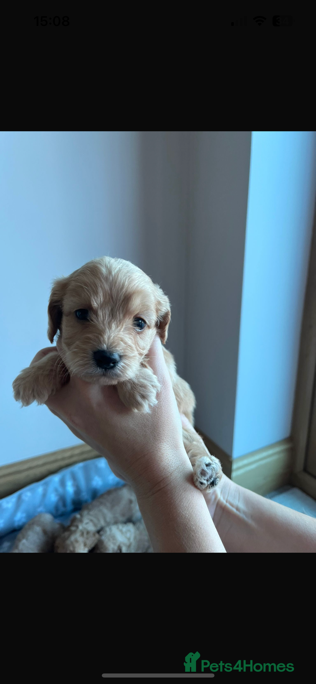 Cockapoo dogs for sale: Stunning litter of Cockerpoos - Image 8