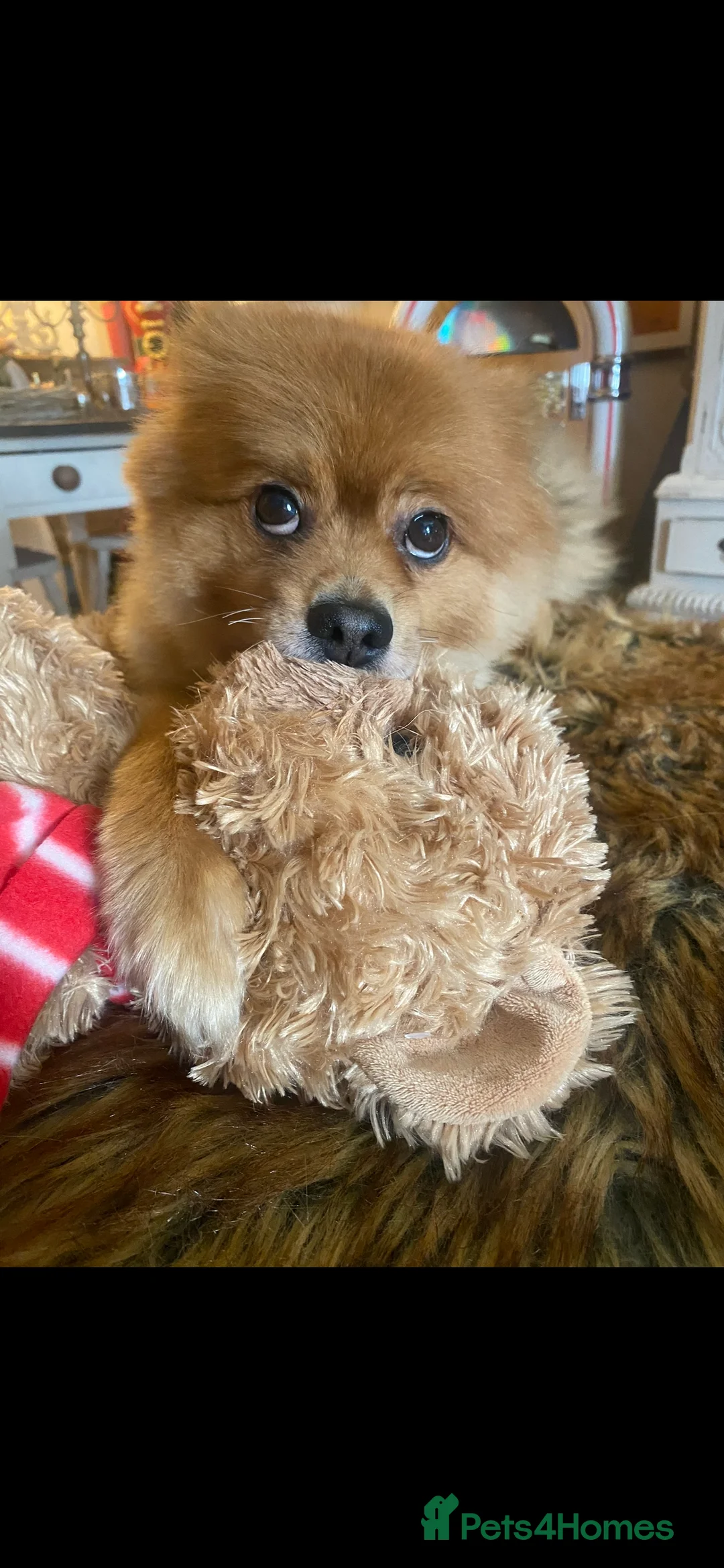 Pomeranian dogs for sale: Home urgently needed for my beautiful Pomeranian  - Advert 1