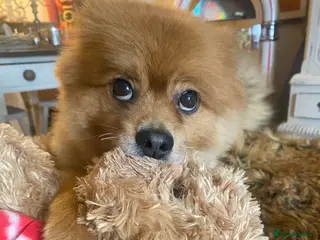 Pomeranian dogs Home urgently needed for my beautiful Pomeranian - Advert 1