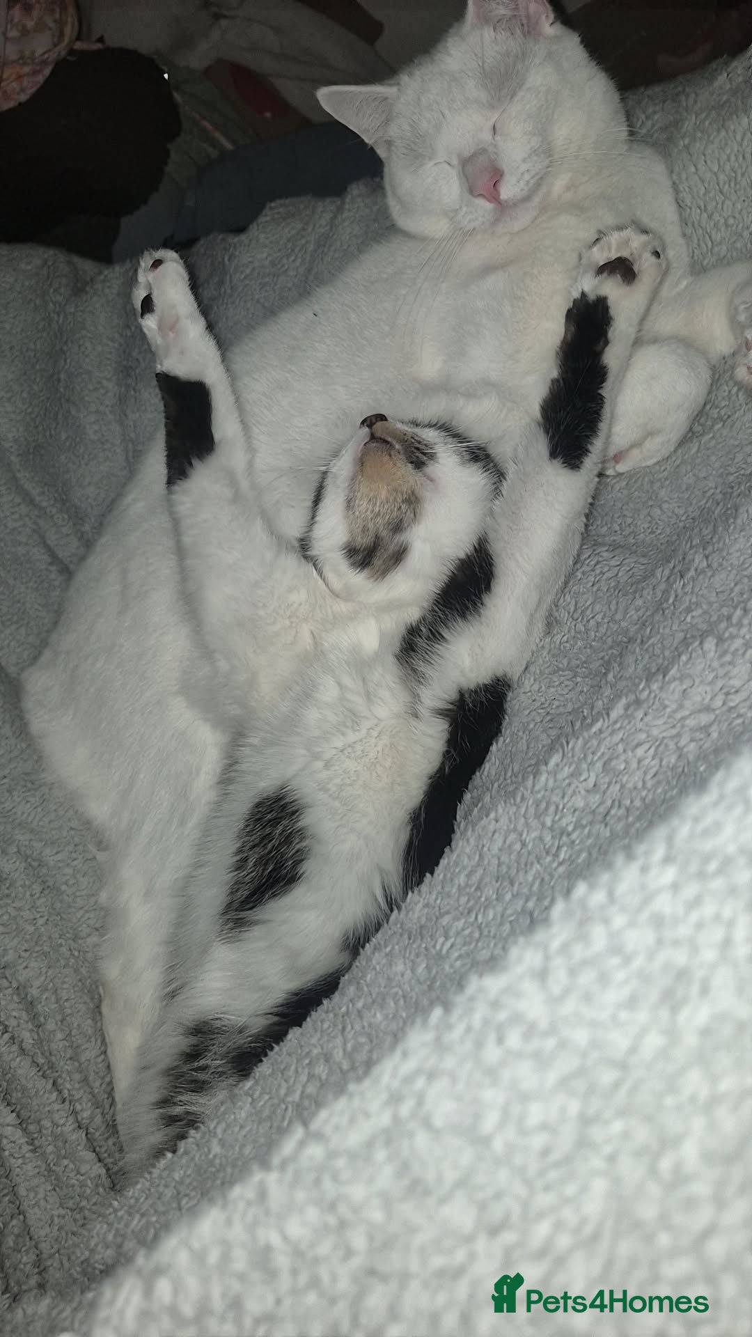 Mixed Breed cats Milo and arlo. Sold as pair  - Advert 2