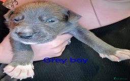 Mixed Breed dogs for sale: 5 tamaskan x pups  - Image 7