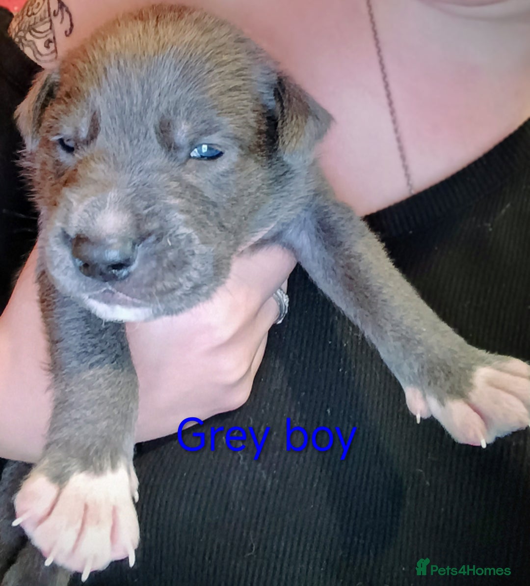 Mixed Breed dogs for sale: 5 tamaskan x pups  - Image 7
