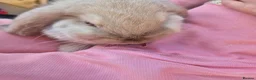 Mini Lop rabbits for sale: Gorgeous mini lop kits ready for new homes - Advert 12