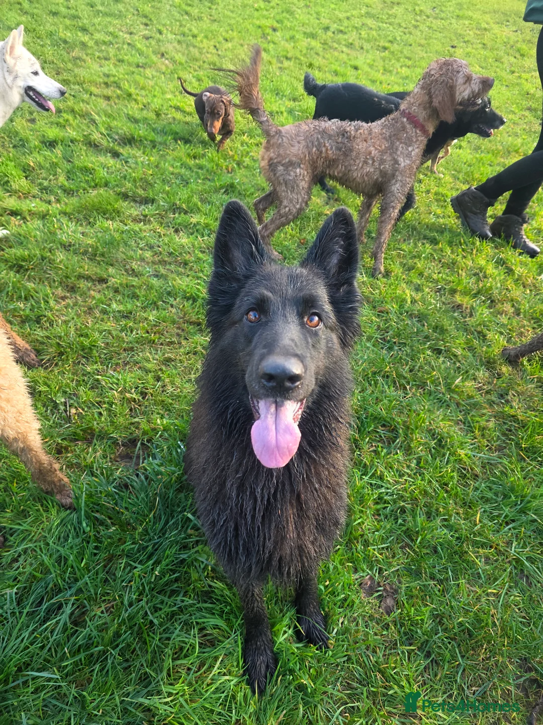 Mixed Breed dogs for sale: Shepador... German Shepherd x Labrador Puppies 🐶  - Advert 13