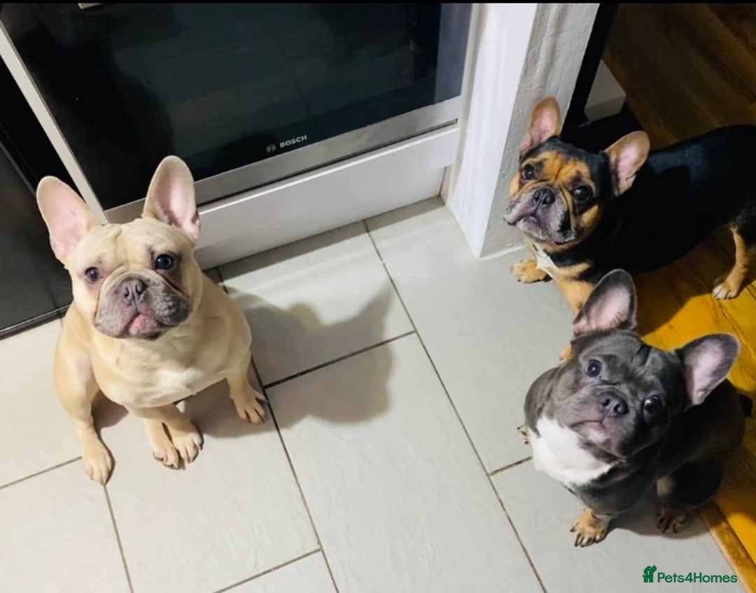 French Bulldog dogs for sale: 2 Year old French Bulldog - Image 5