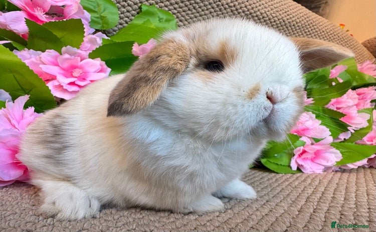 Mini Lop rabbits - Advert 2