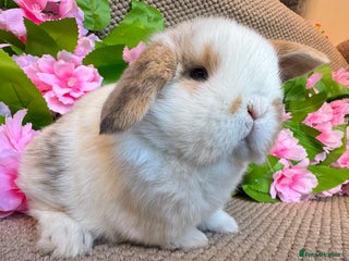 Mini Lop rabbits - Advert 3