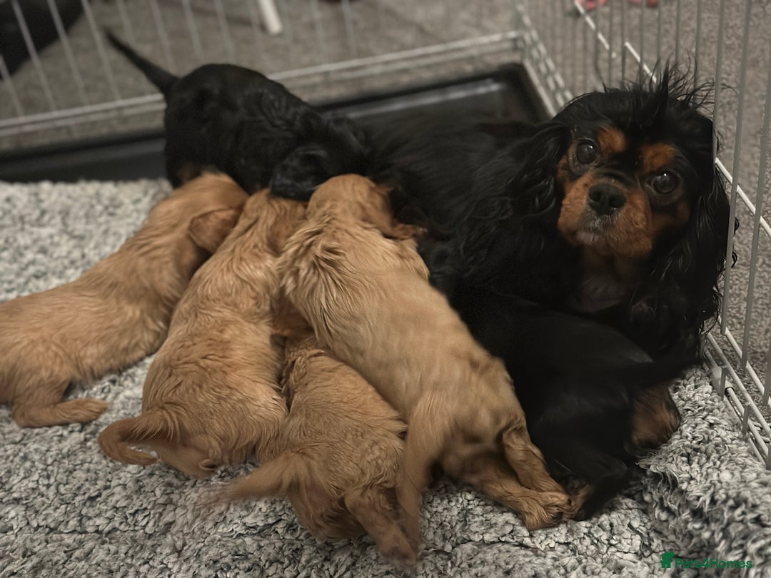 Cavalier King Charles Spaniel dogs for sale: Cavalier King Charles Spaniel Pups KC Reg - Advert 23