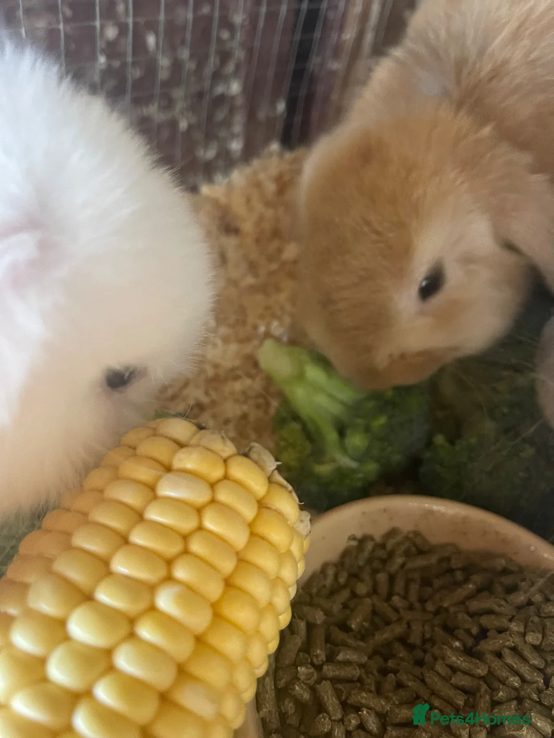 Mini Lop rabbits for sale: 2 mini lop bunnies - Advert 2