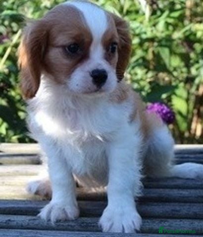 Cavalier King Charles Spaniel dogs Beautiful Cavalier King Charles Spaniel puppies - Advert 1