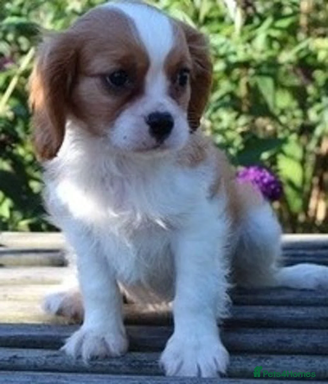 Cavalier King Charles Spaniel dogs for sale: Beautiful Cavalier King Charles Spaniel puppies - Advert 1