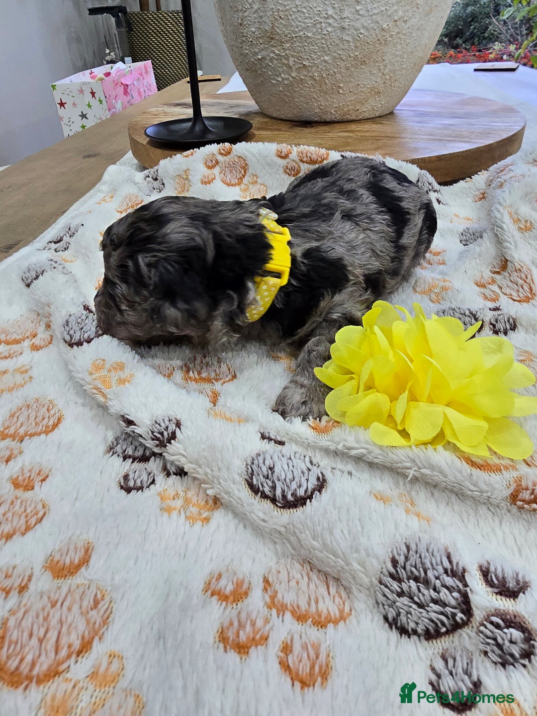 Cavapoo dogs for sale: Beautiful fully health tested cavapoo puppies  - Advert 26