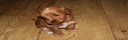 Maltipoo dogs for sale: 🐶 Stunning Brown/Red F1B Maltipoo Puppies ❤️ in Luton - Advert 19