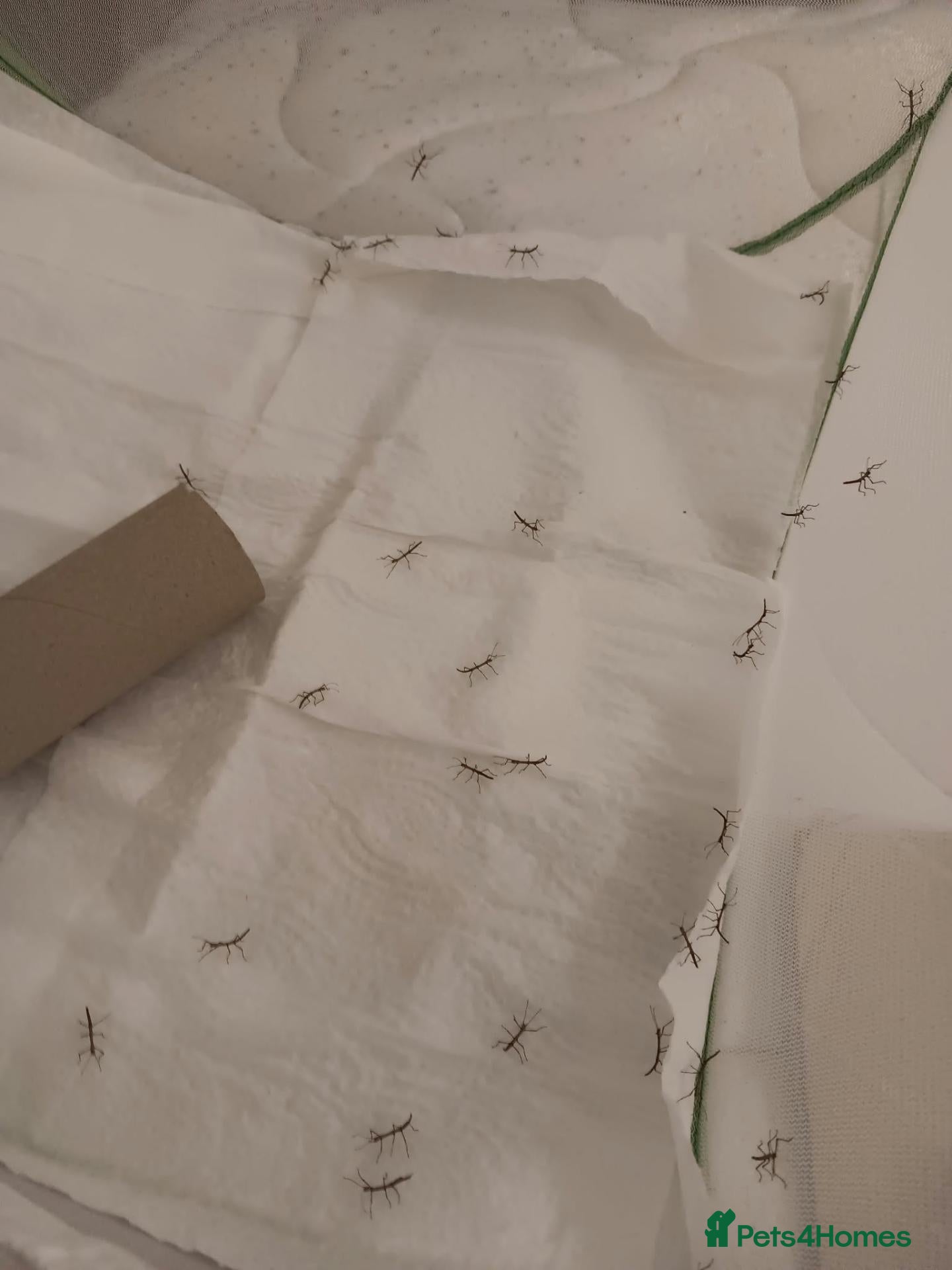 Stick Insects invertebrates Indian stick insect nymphs  - Advert 2