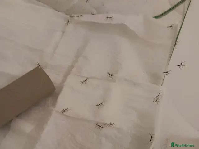 Stick Insects invertebrates Indian stick insect nymphs - Advert 2