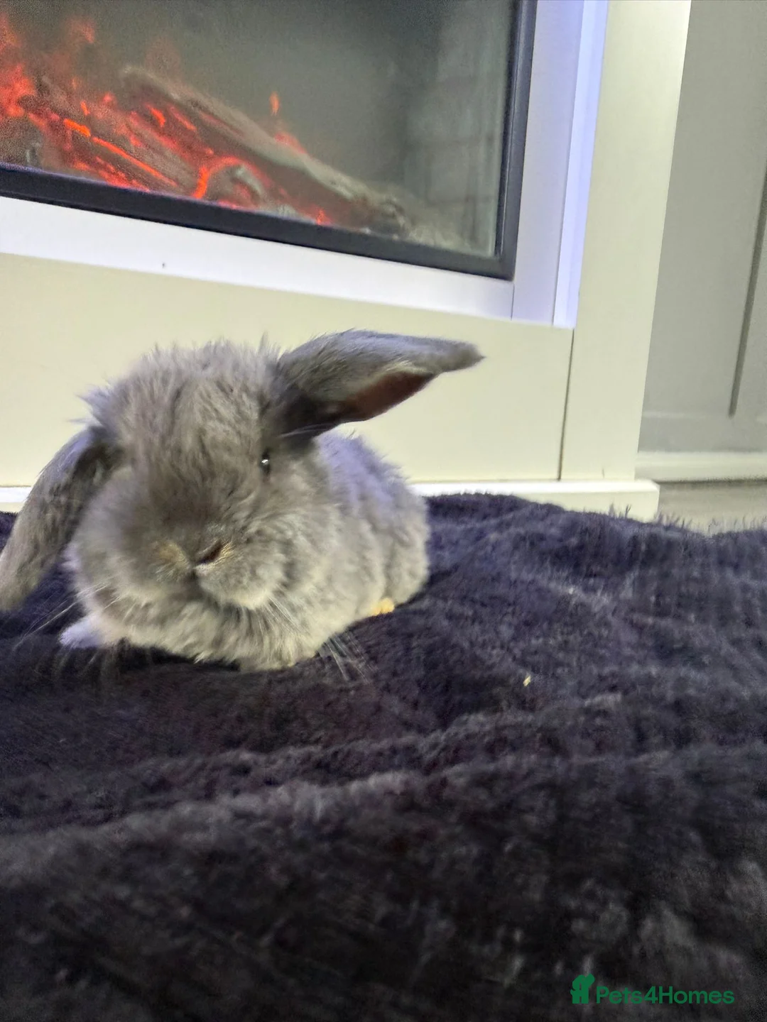 Mini Lop rabbits for sale: 4 baby min lops - Advert 2