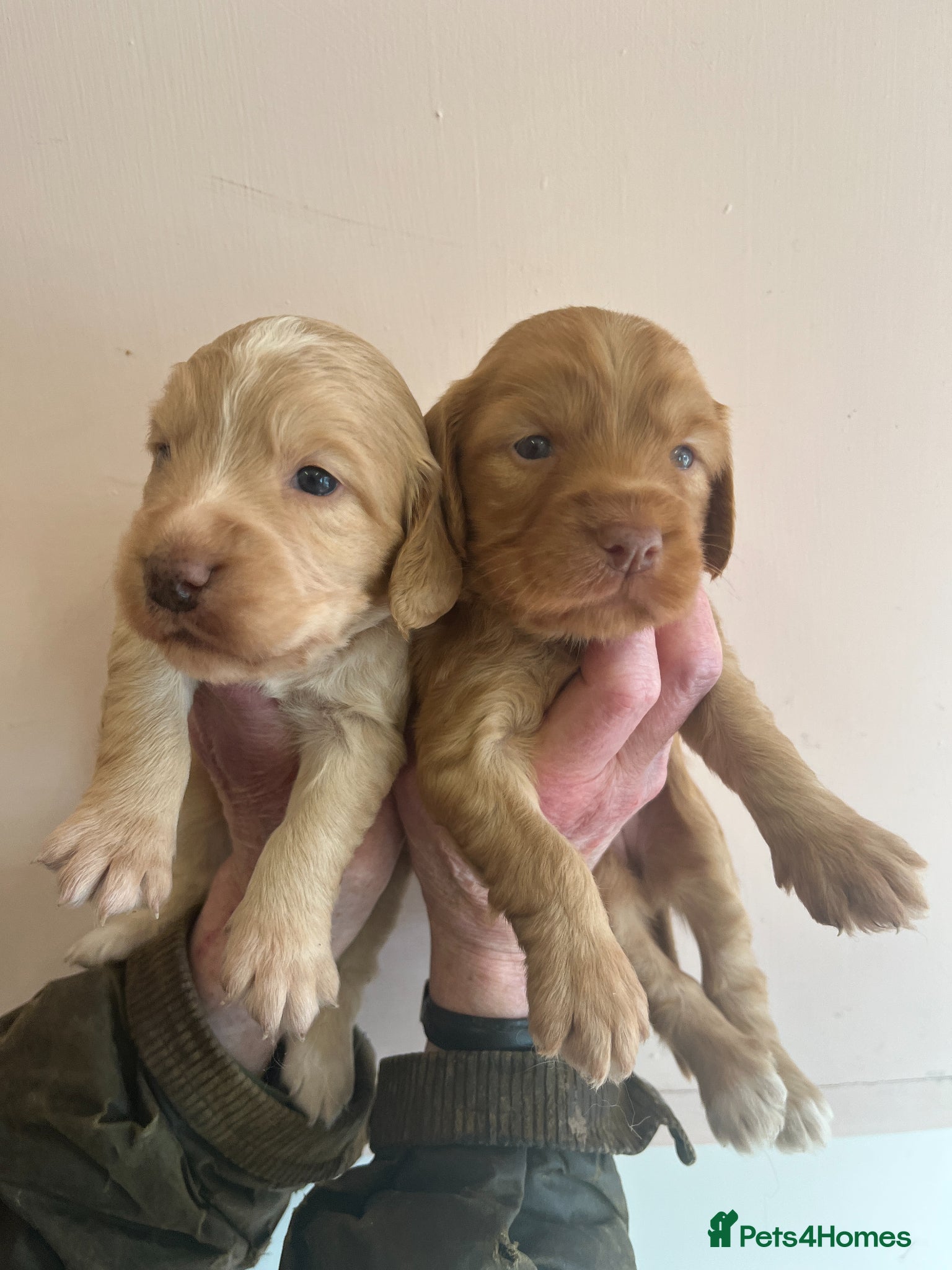 Labradoodle dogs Small Labradoodle pups for sale - Advert 3