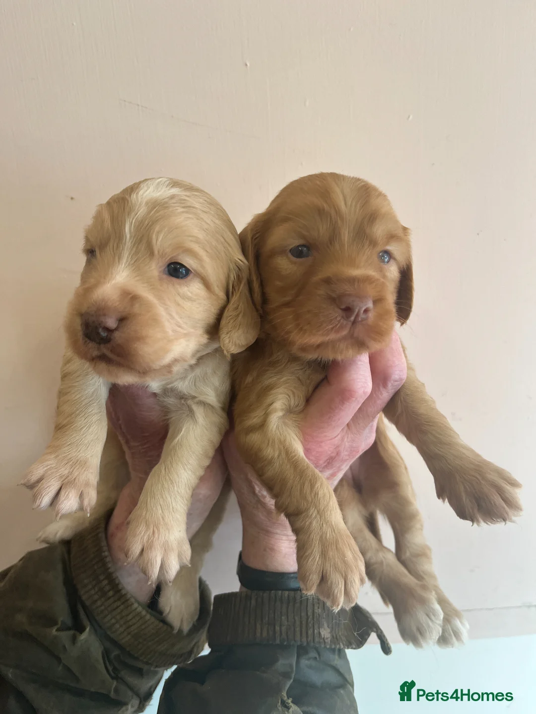 Labradoodle dogs for sale: Small Labradoodle pups for sale - Advert 1