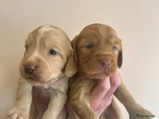 Labradoodle dogs Small Labradoodle pups for sale - Advert 3