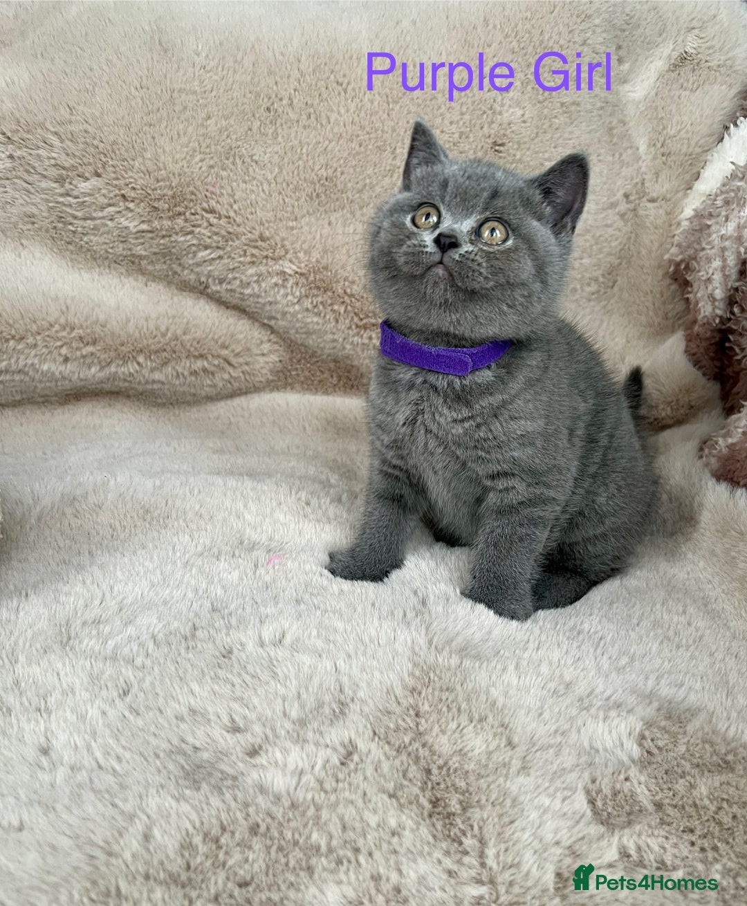 British Shorthair cats for sale: Beautiful British Shorthair  - Advert 1