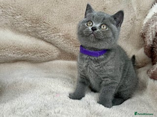 British Shorthair cats Beautiful British Shorthair - Advert 1